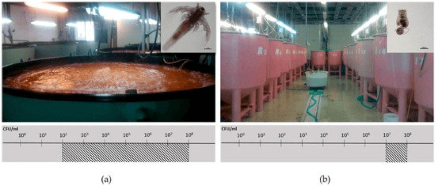 Fig 3 — Facilities for live feed production from a commercial fish farm unit