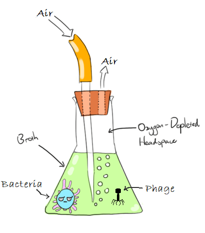 Using flasks for phage amplification