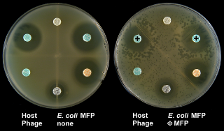 Figure 1 - Phage antibiotic synergy